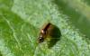 Longitarsus sp.